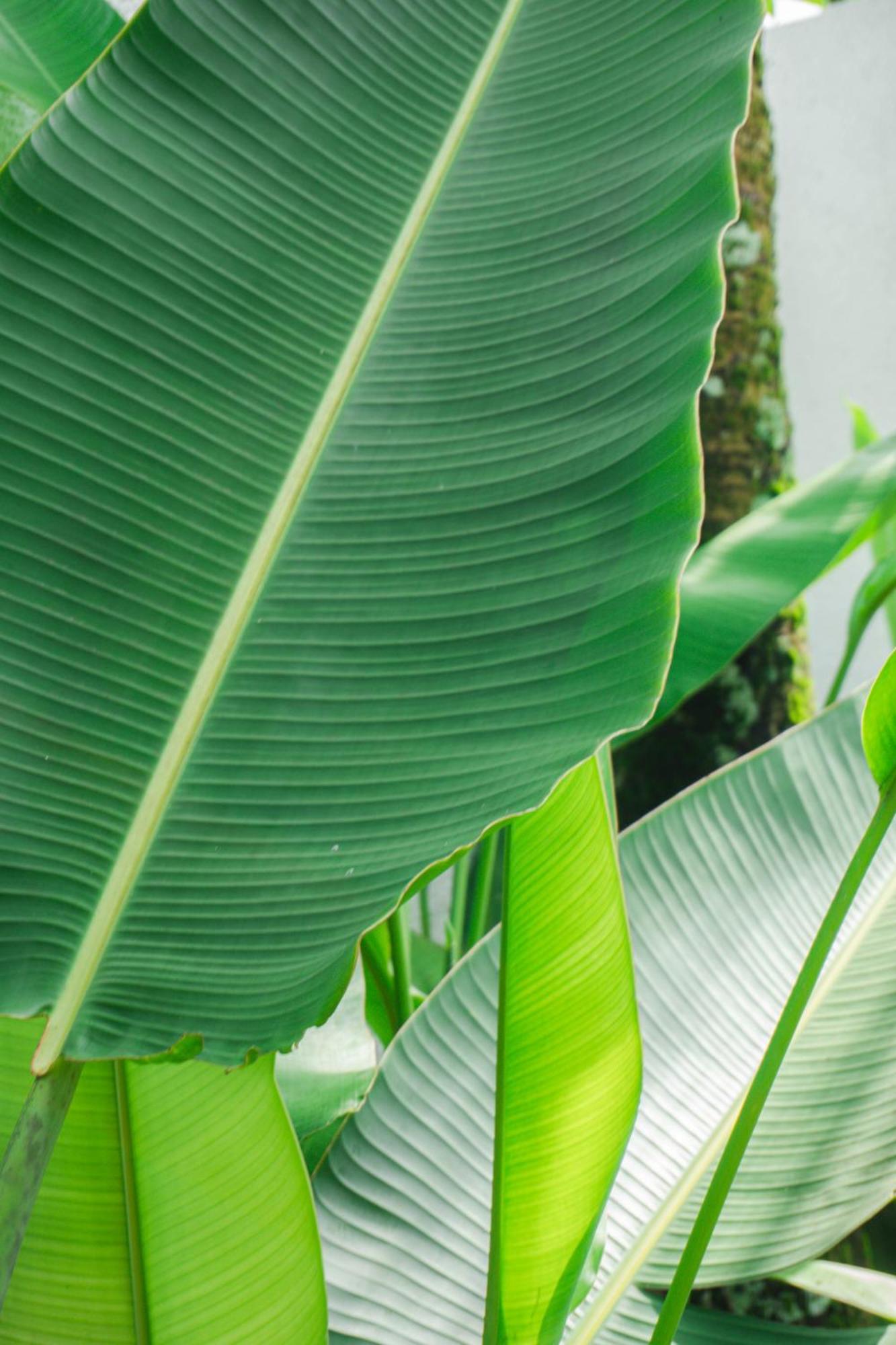 Tannari Villa Ubud מראה חיצוני תמונה